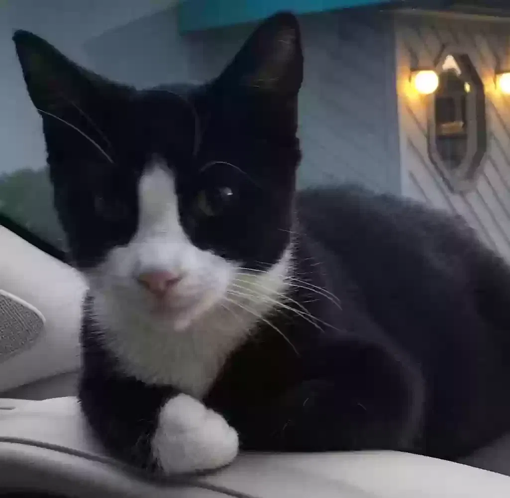 Lost cat in Warren, MI, 48089