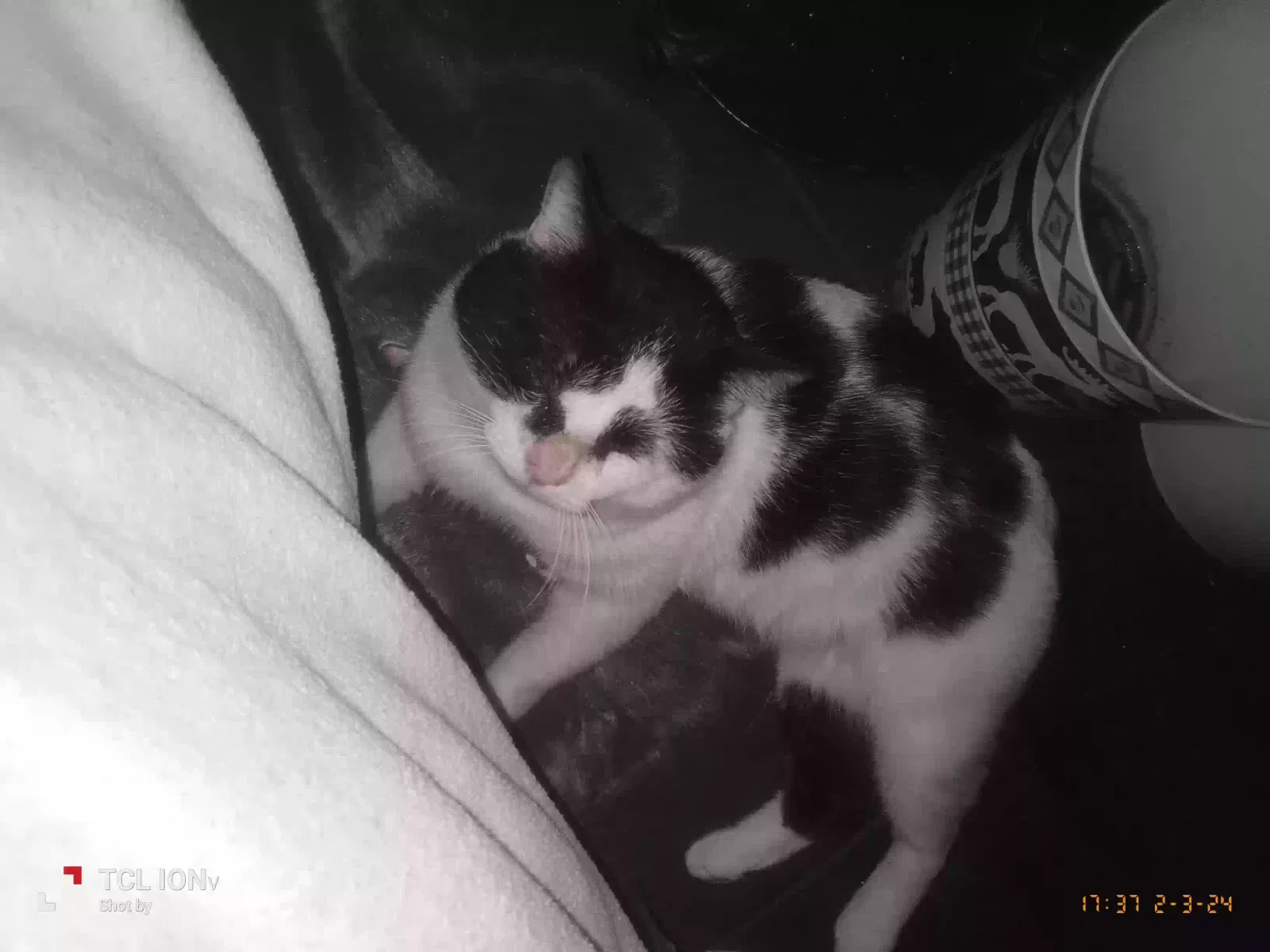 Lost cat in Alexander City, AL, 35010