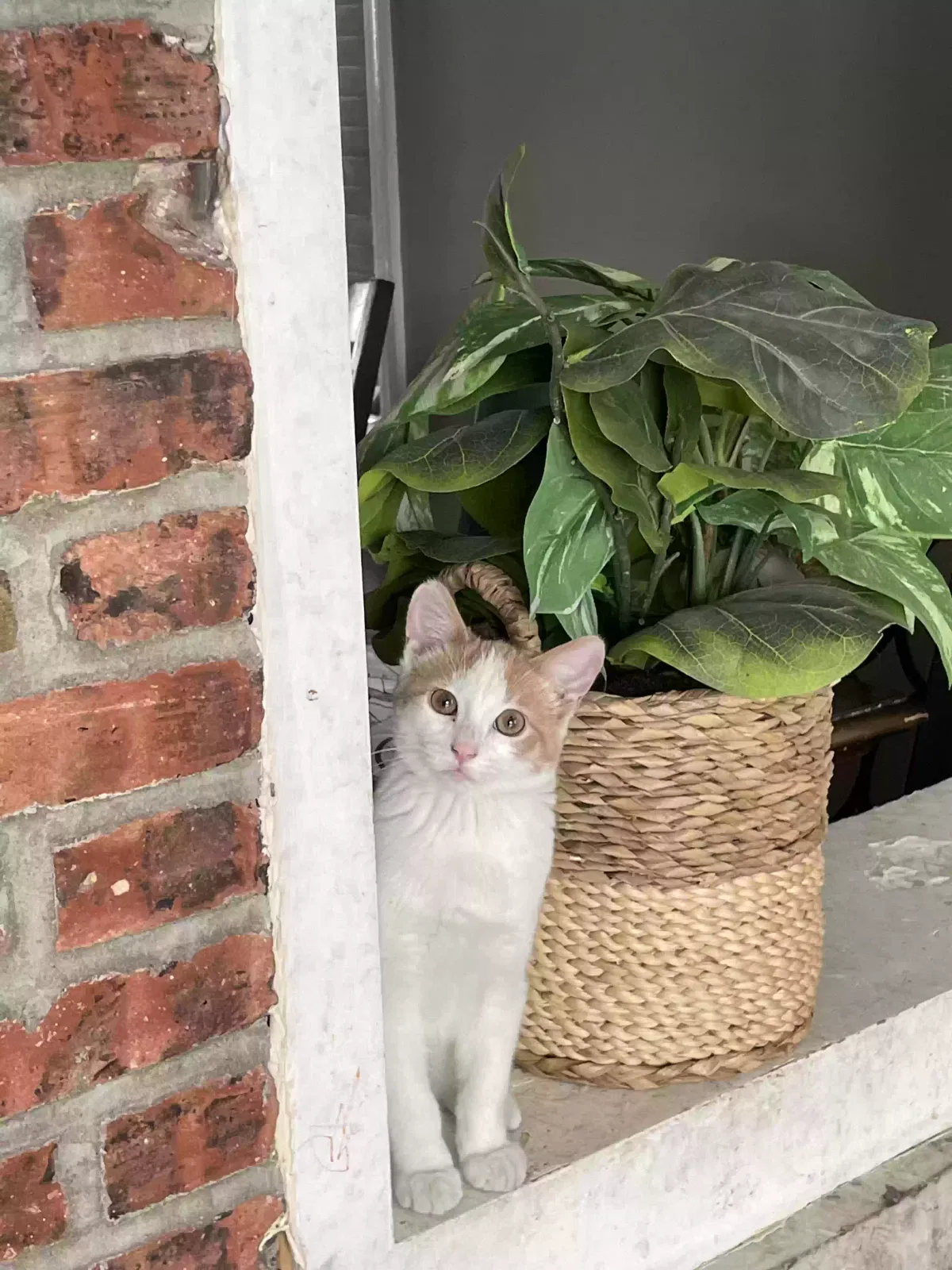 Lost cat in Chicago, IL, 60651