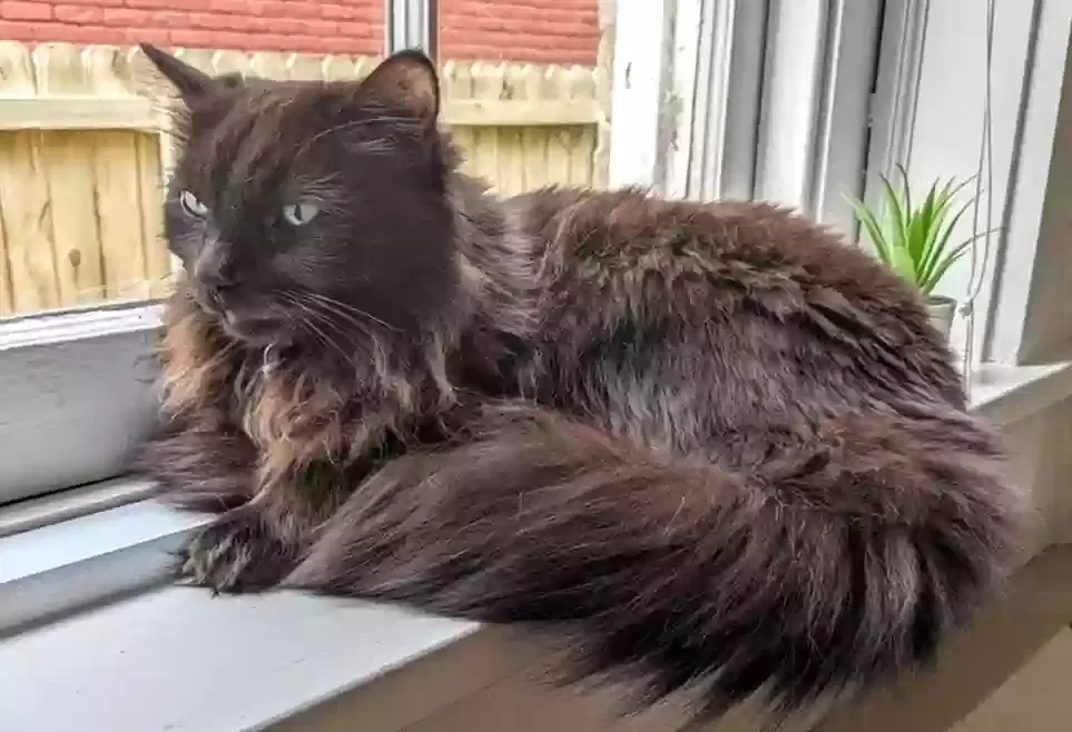 Lost cat in Richmond, VA, 23220