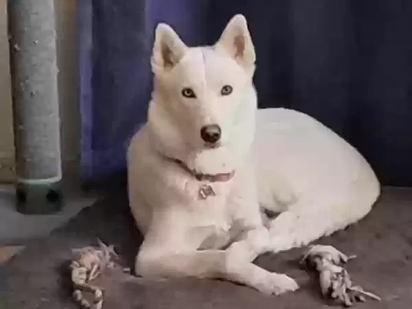 Lost dog in Apple Valley, CA, 92308