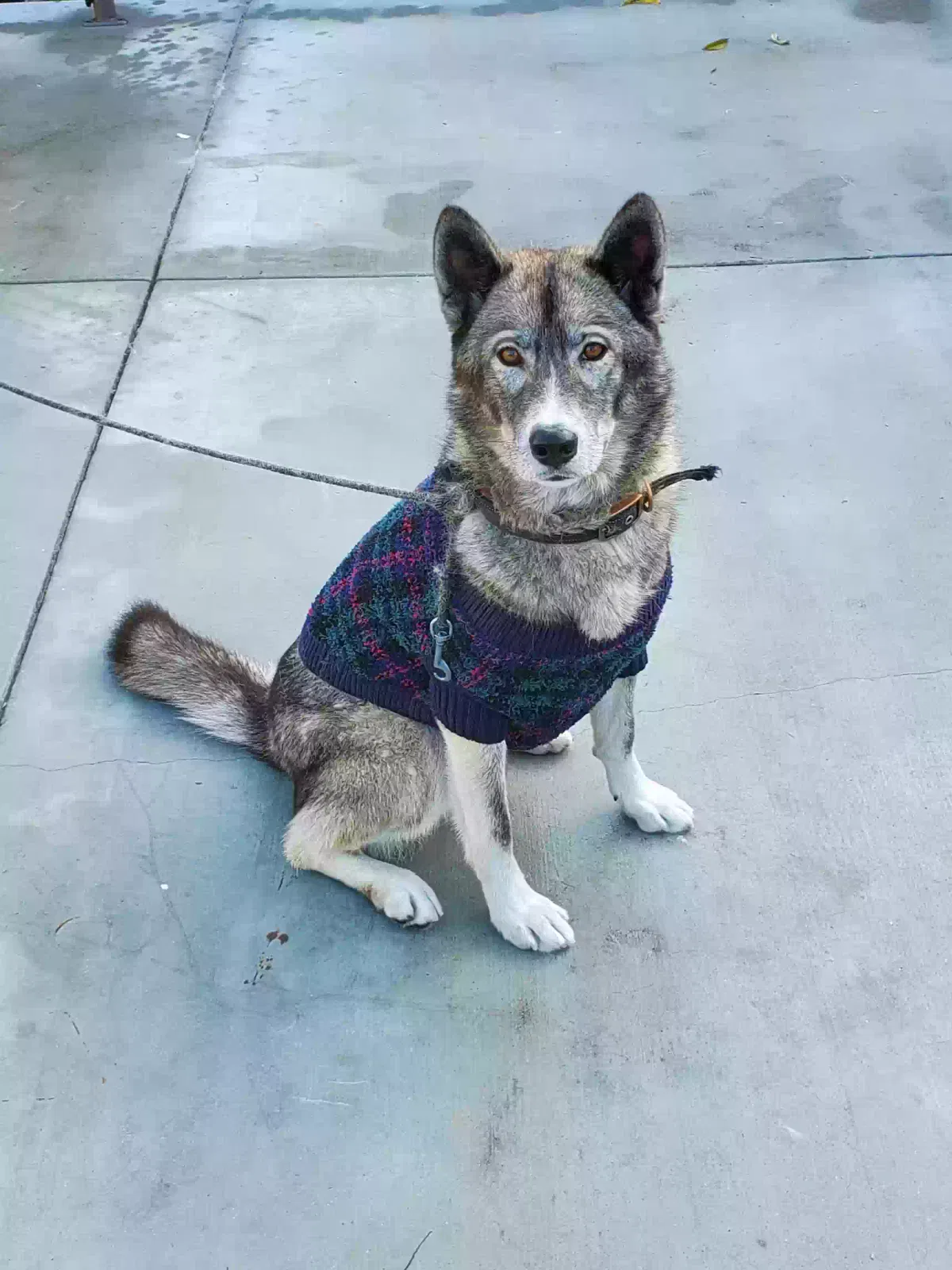 Lost dog in Los Angeles, CA, 90001