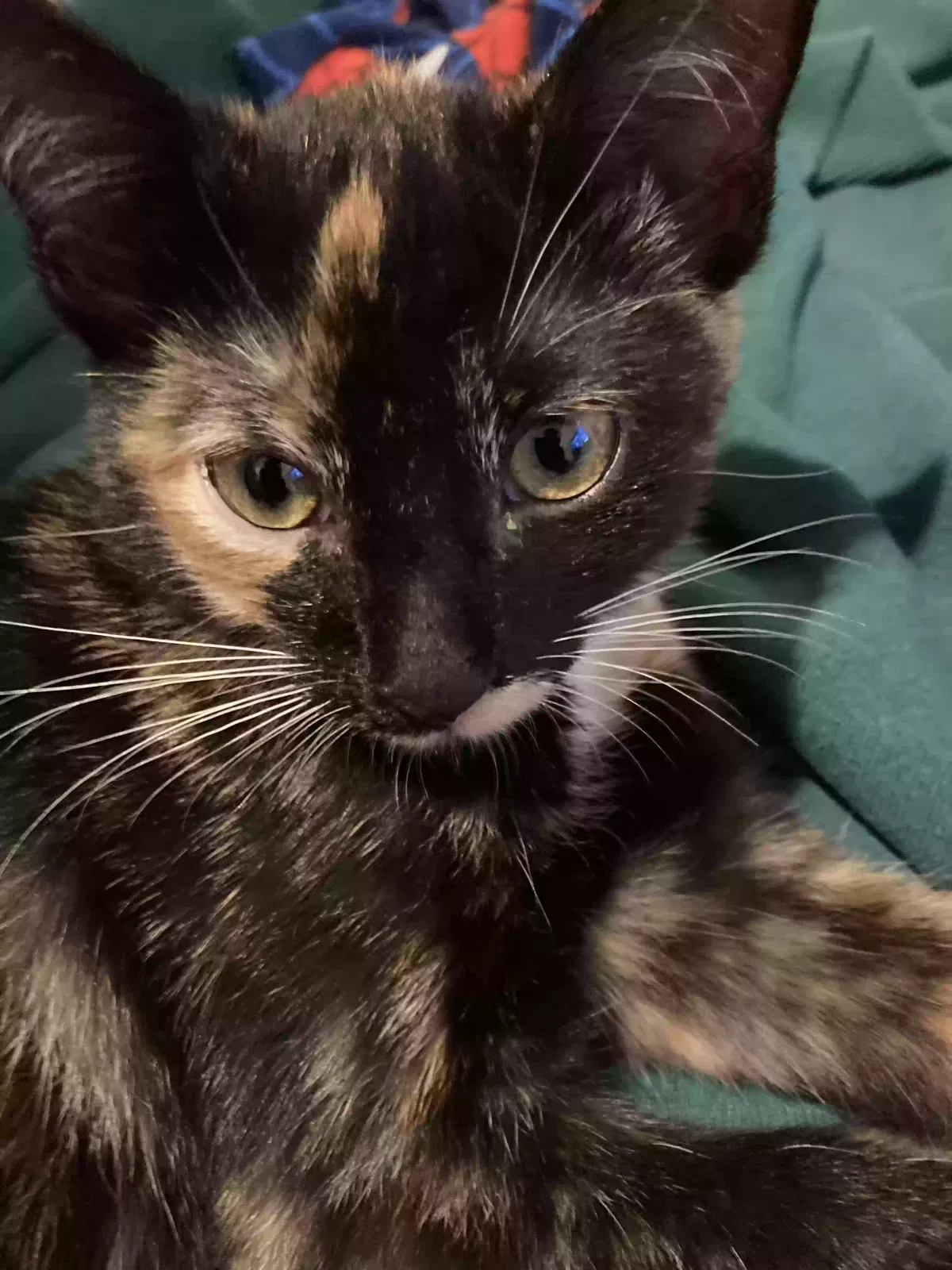 Lost cat in Fort Lauderdale, FL, 33313