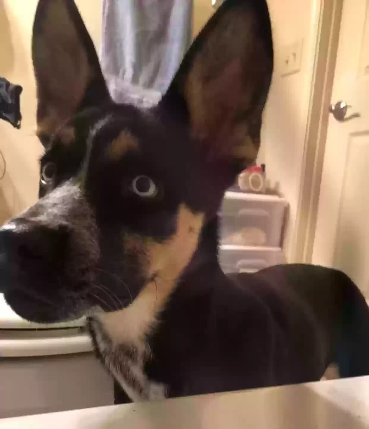 Lost dog in Lubbock, TX, 79411