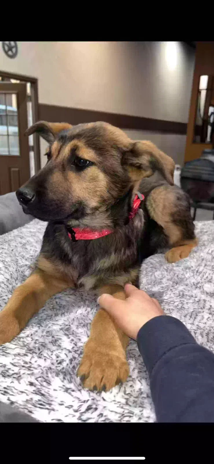 Lost dog in Fort Lupton, CO, 80621