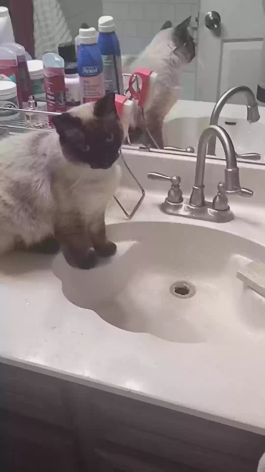 Lost cat in Pflugerville, TX, 78660