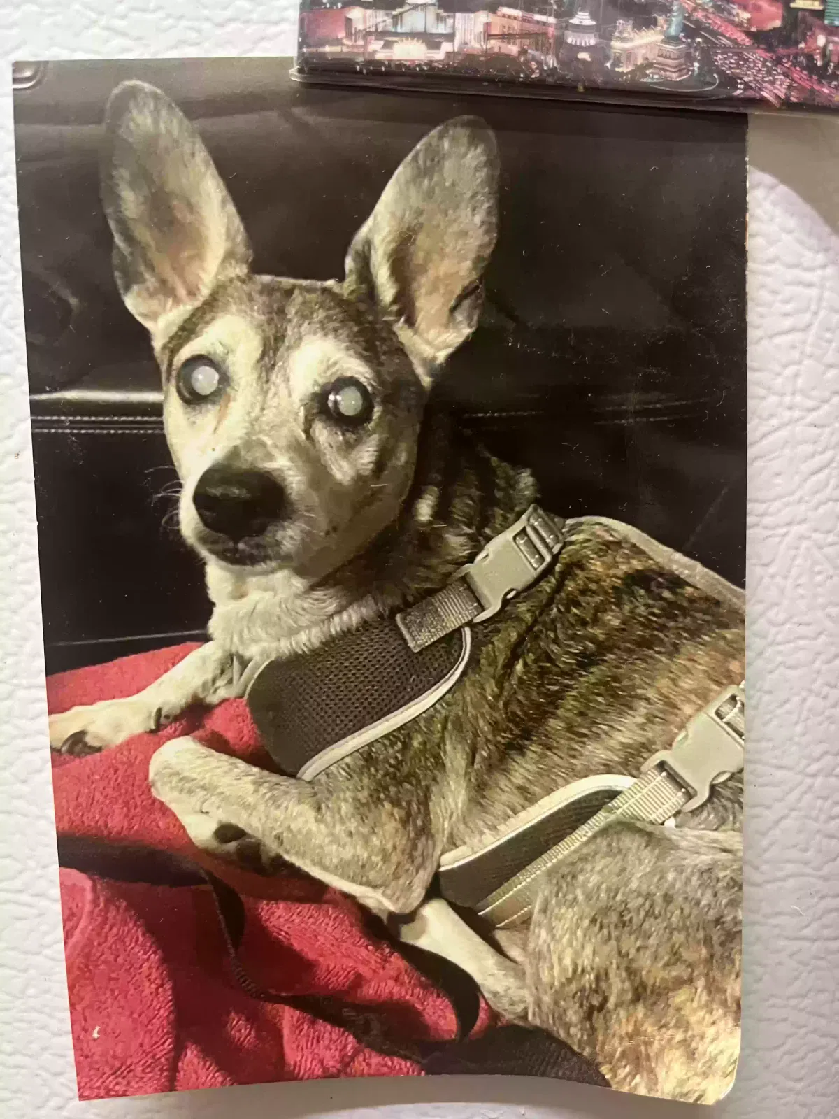 Lost dog in Honolulu, HI, 96817