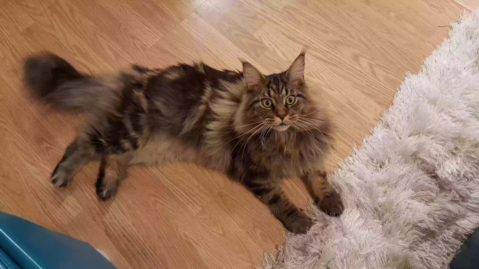 Lost cat in Deer Park, TX, 77536