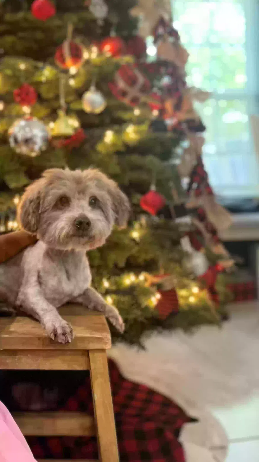 Lost dog in Houston, TX, 77033