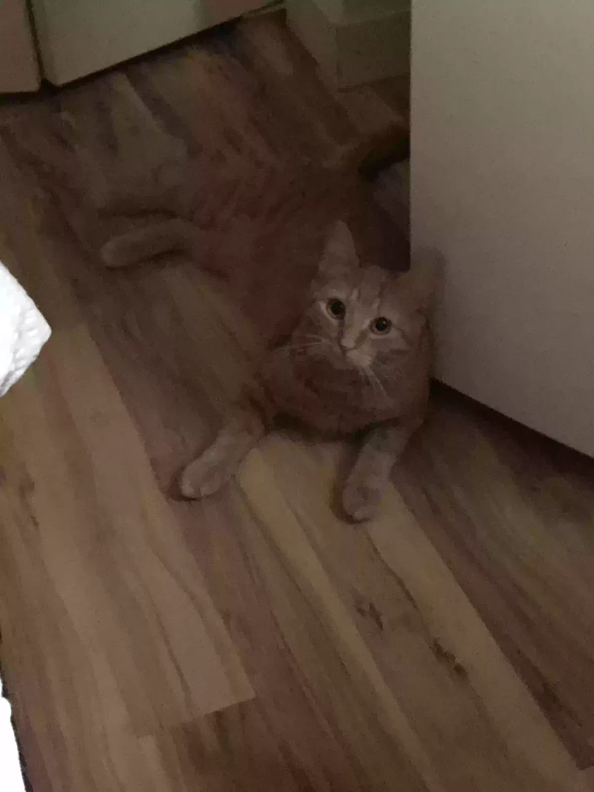 Lost cat in Issaquah, WA, 98029