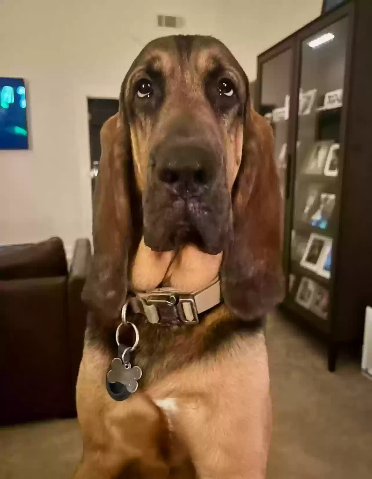 Lost dog in Byhalia, MS, 38611