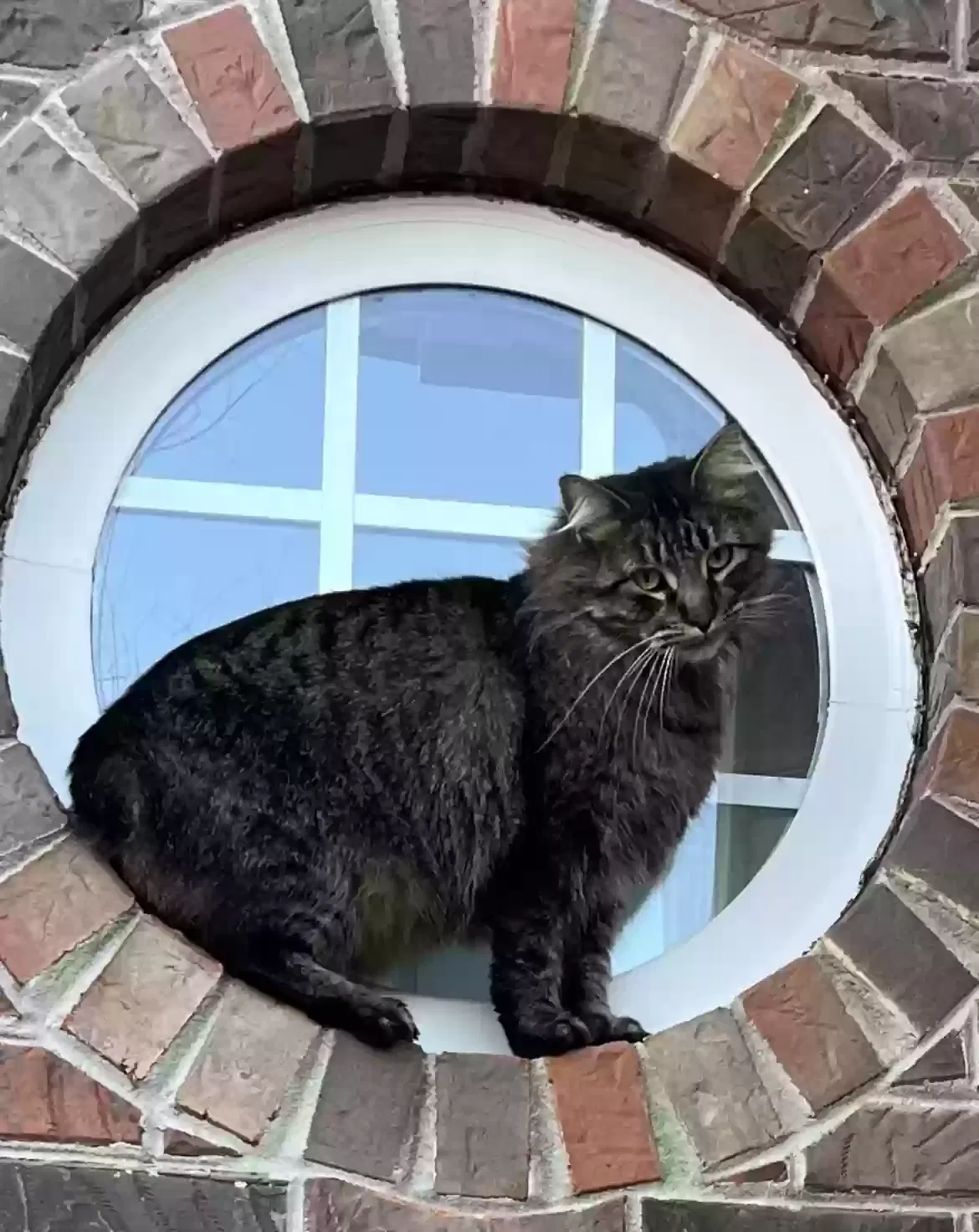 Lost cat in Gurley, AL, 35748