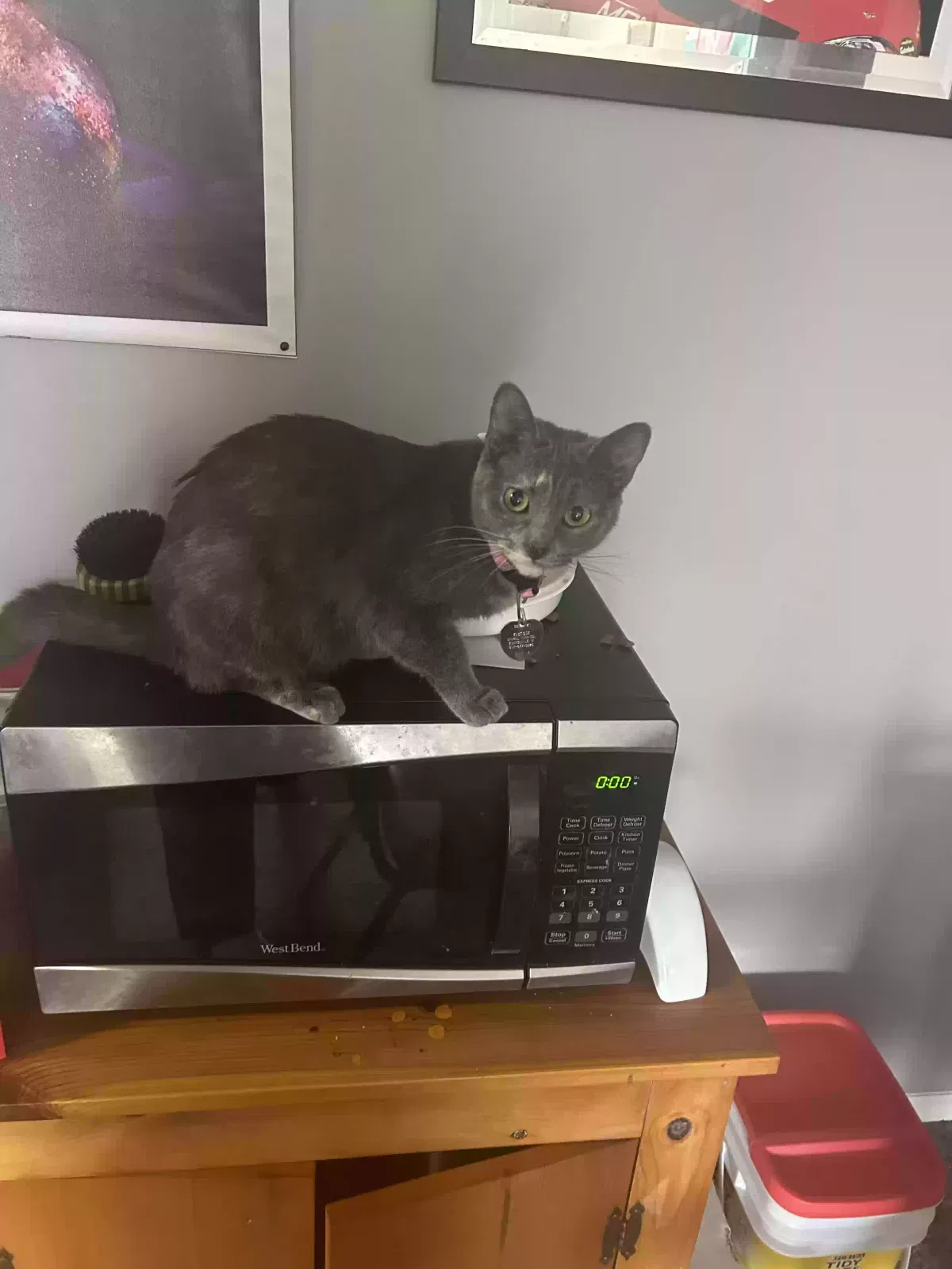 Lost cat in Evansville, IN, 47714