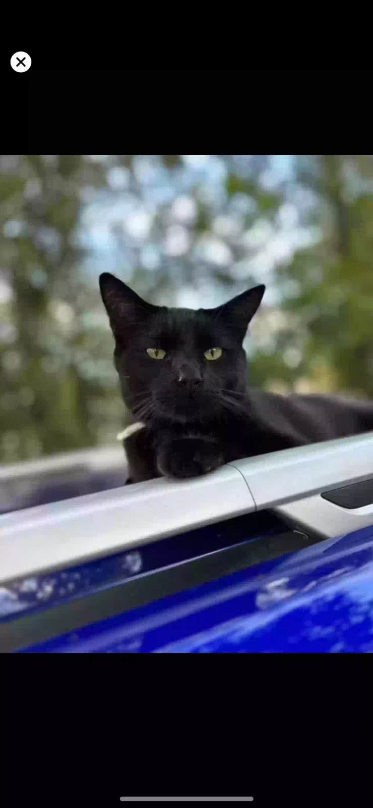 Lost cat in Hudson, FL, 34669