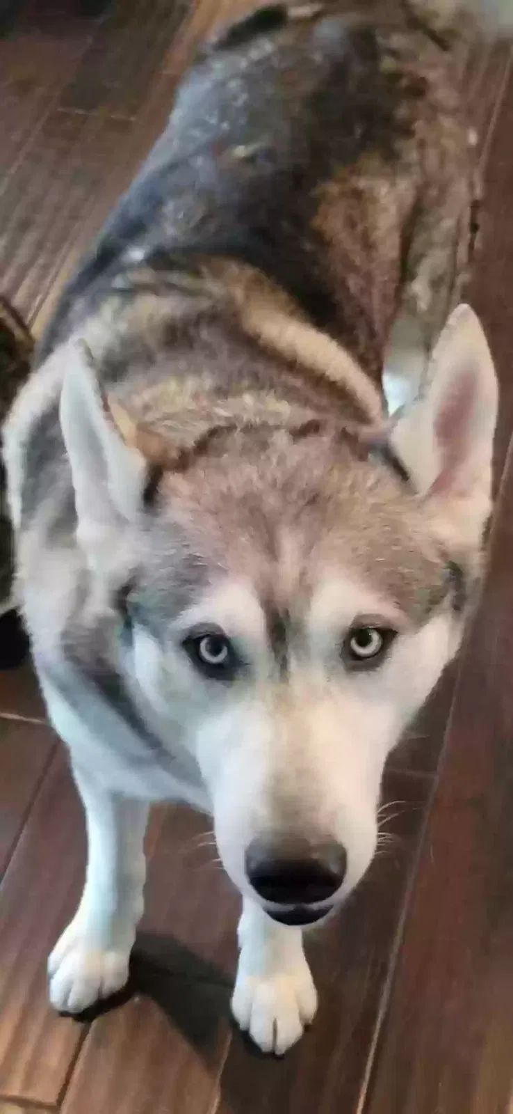 Lost dog in Ronda, NC, 28670