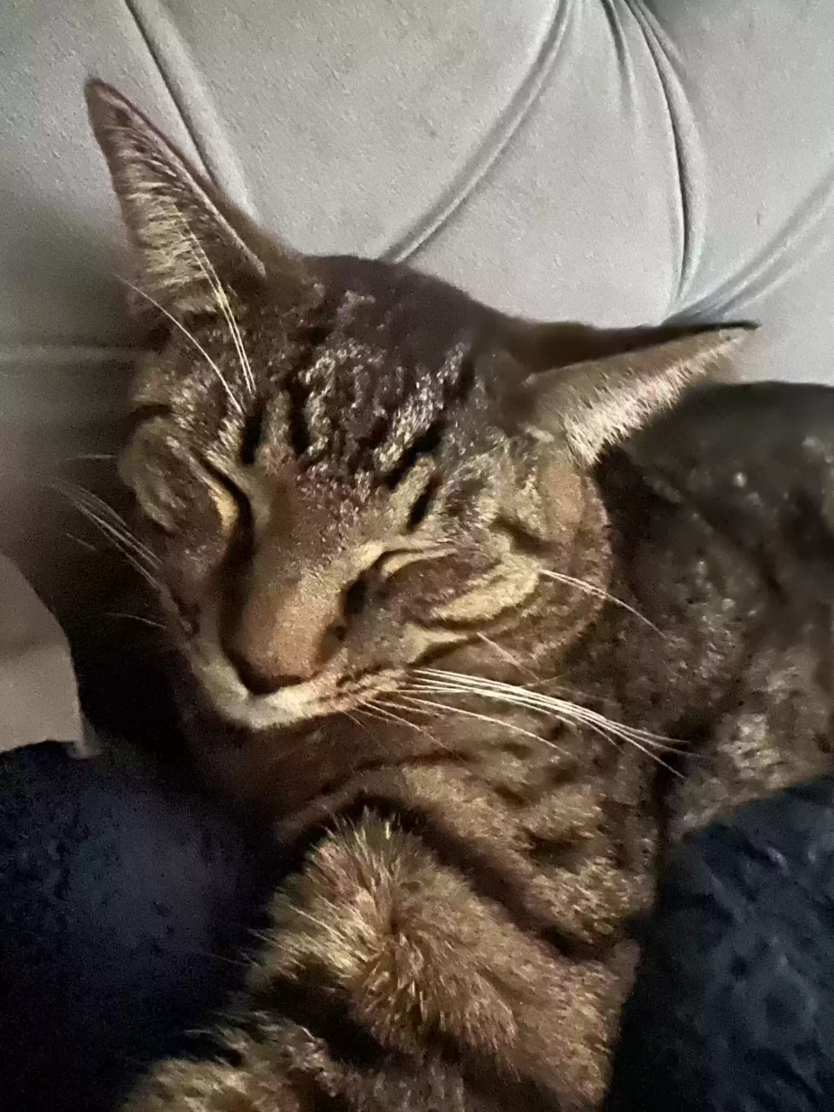 Lost cat in San Antonio, TX, 78254