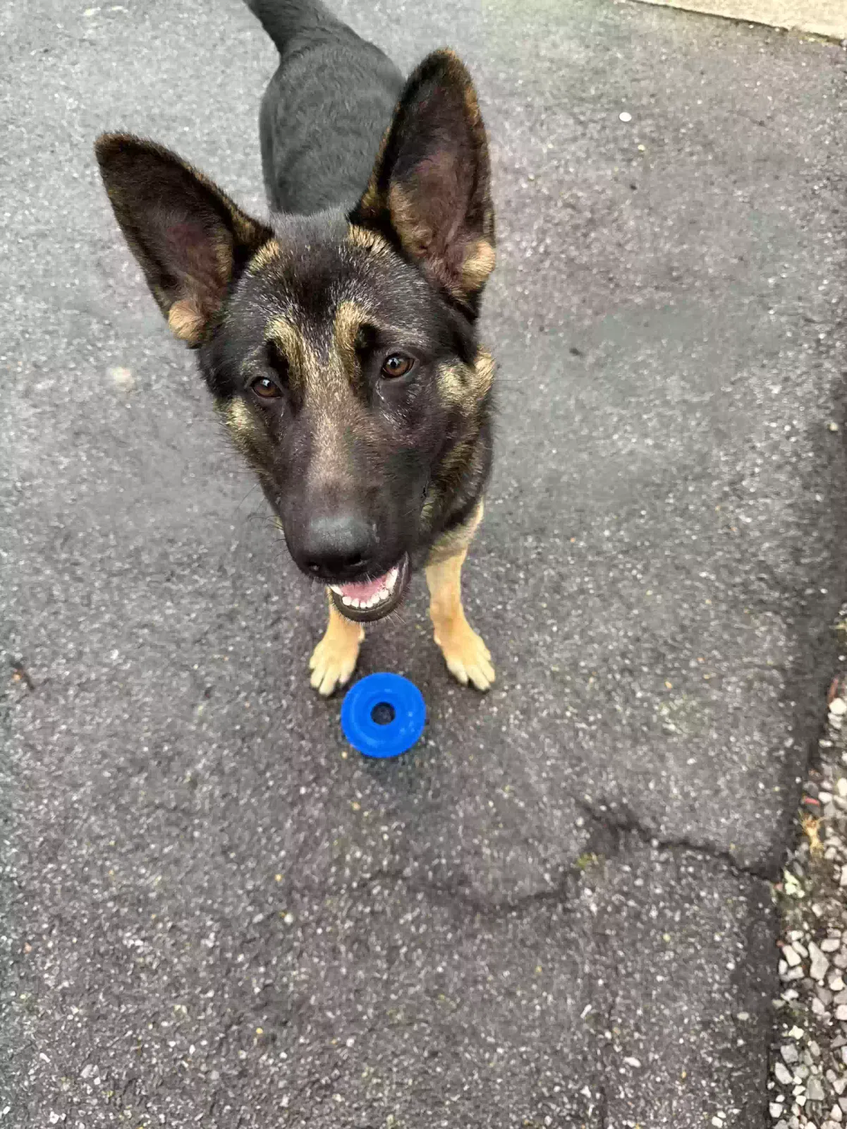 Lost dog in Birmingham, AL, 35210