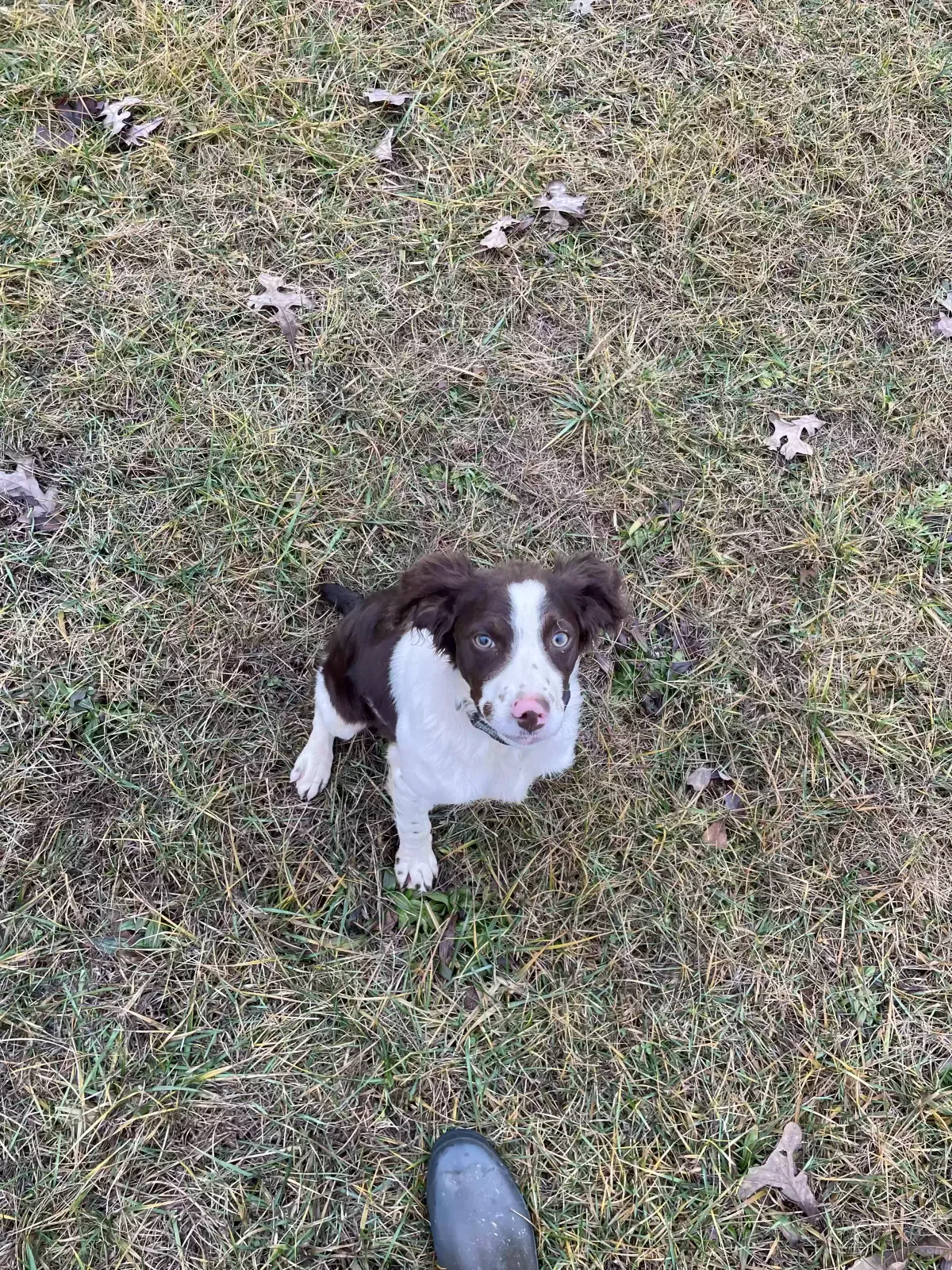 Lost dog in Bean Station, TN, 37708