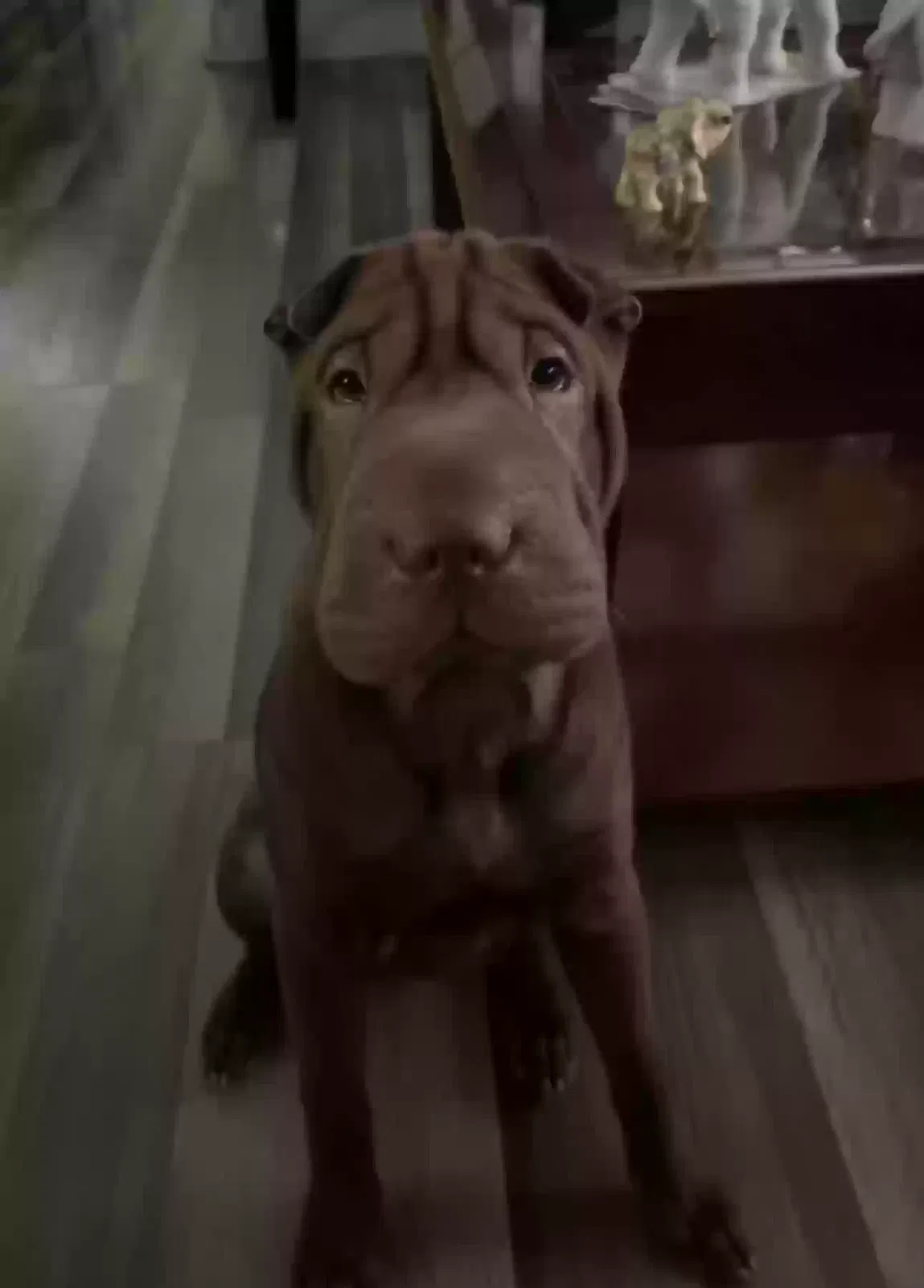 Lost dog in Indianapolis, IN, 46236