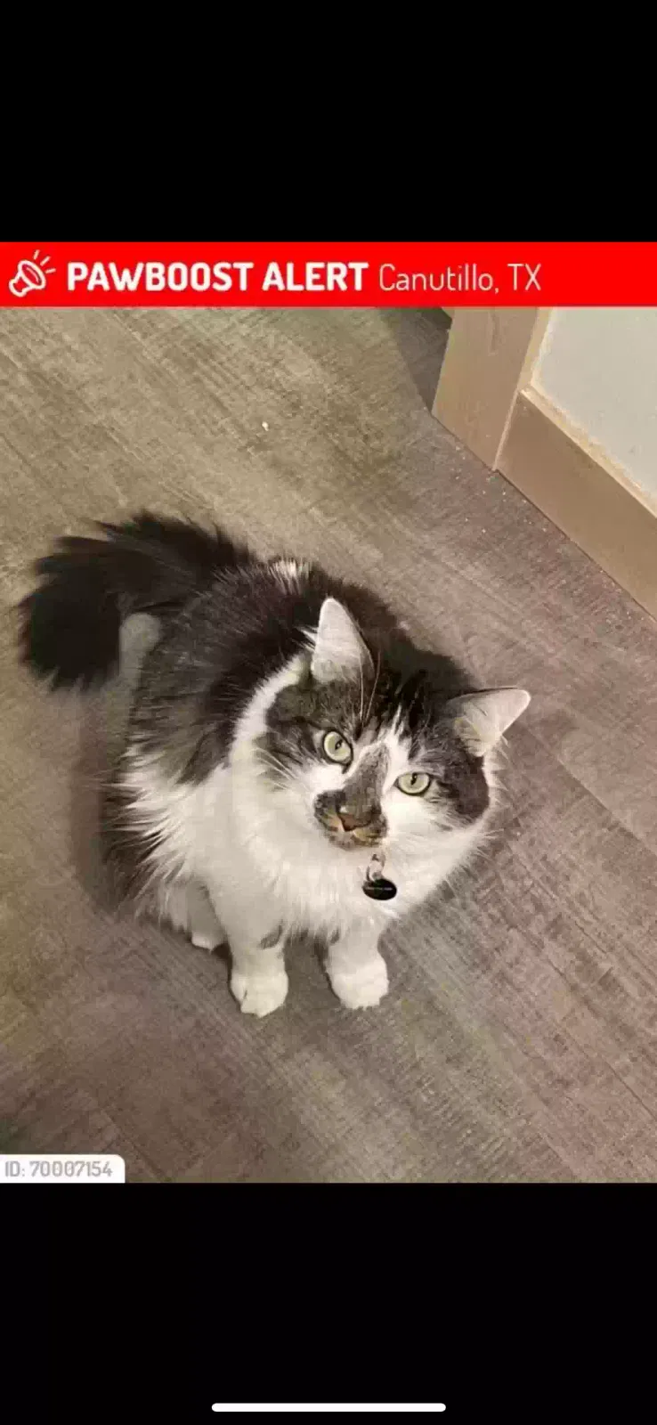 Lost cat in Canutillo, TX, 79835