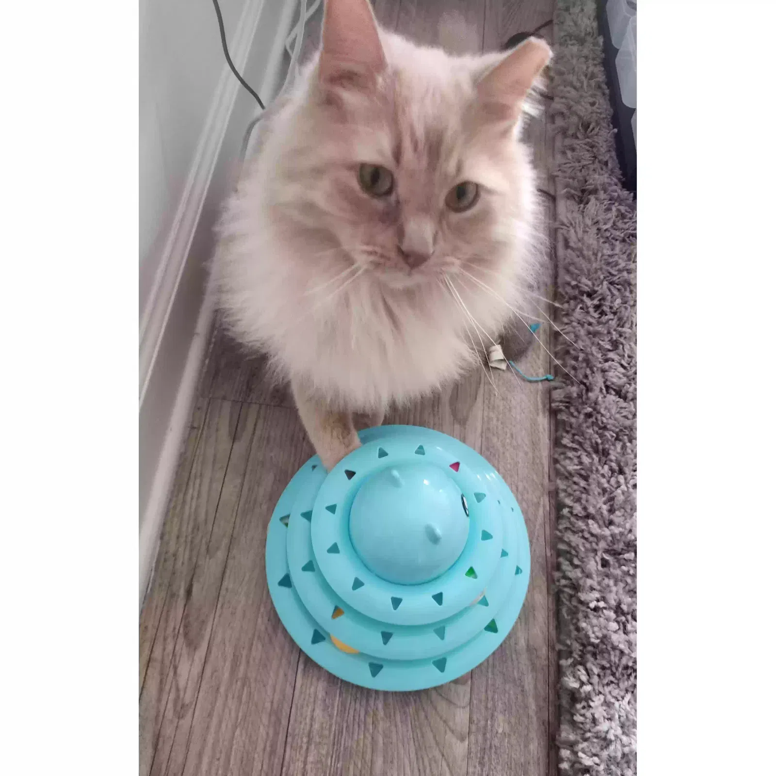 Lost cat in Avon, IN, 46123