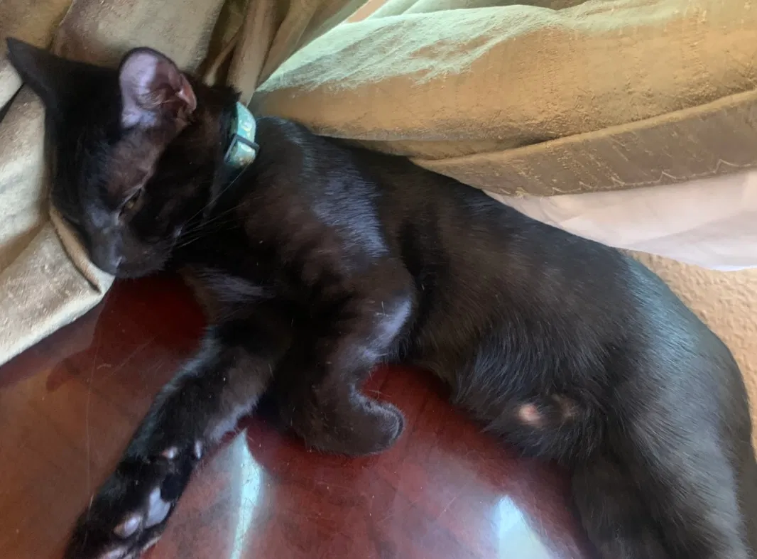 Lost cat in San Bernardino, CA, 92411