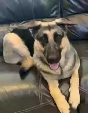 Lost dog in Rogersville, AL, 35652