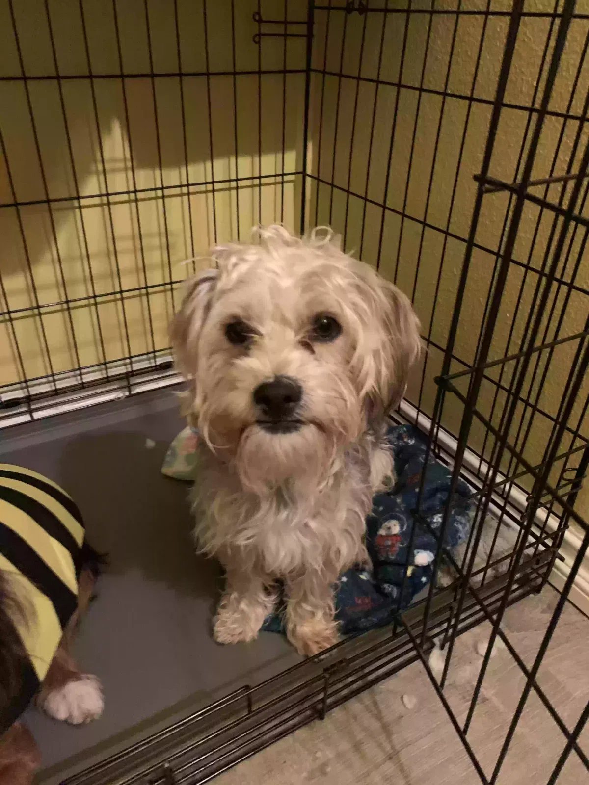 Lost dog in Anaheim, CA, 92805