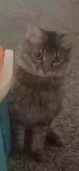 Lost cat in Dayton, OH, 45402