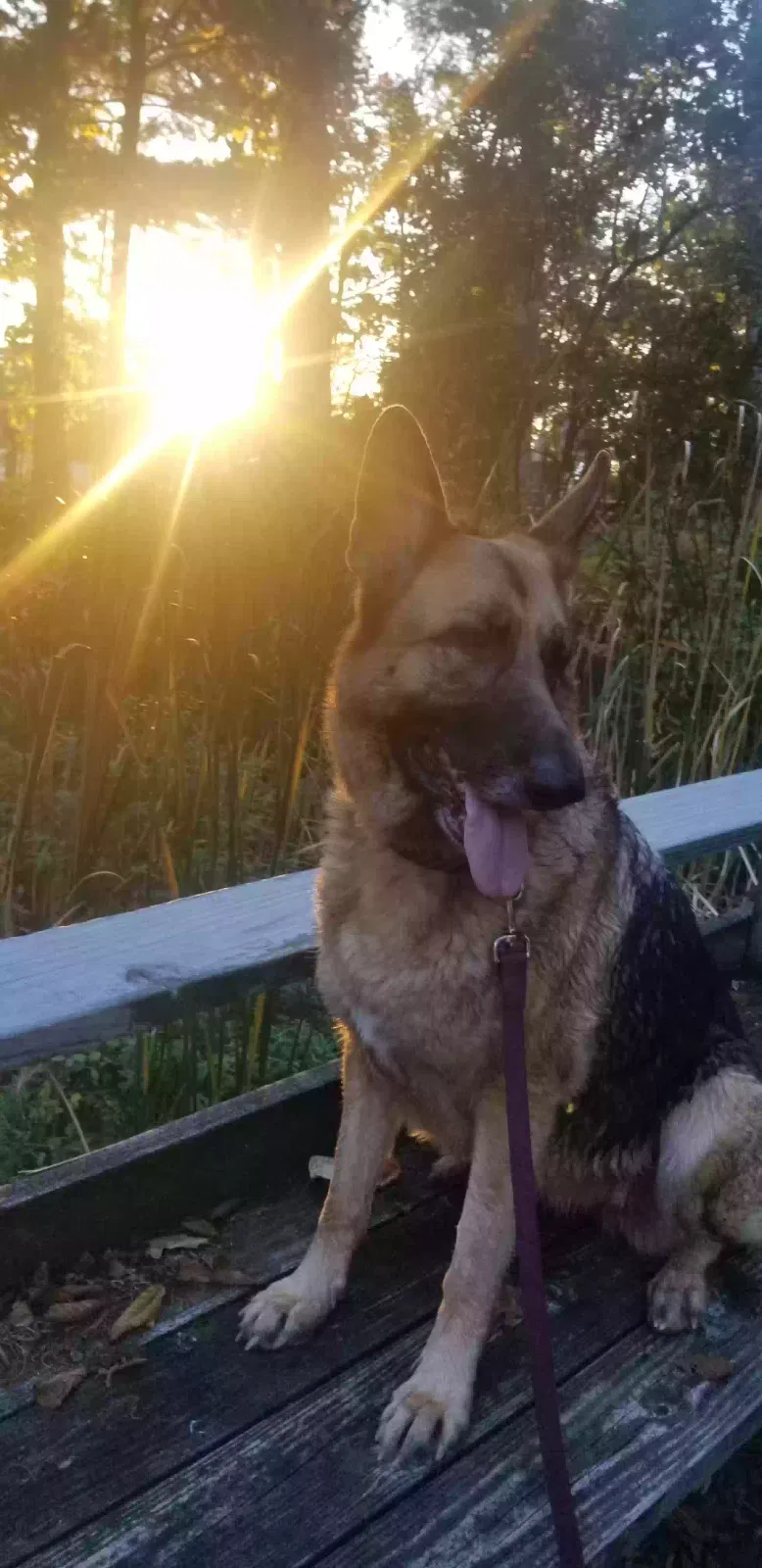 Lost dog in Fulton, NY, 13069
