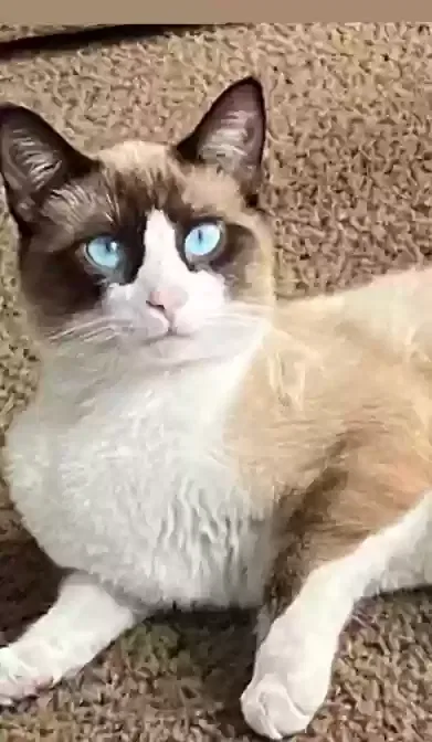 Lost cat in Chula Vista, CA, 91913