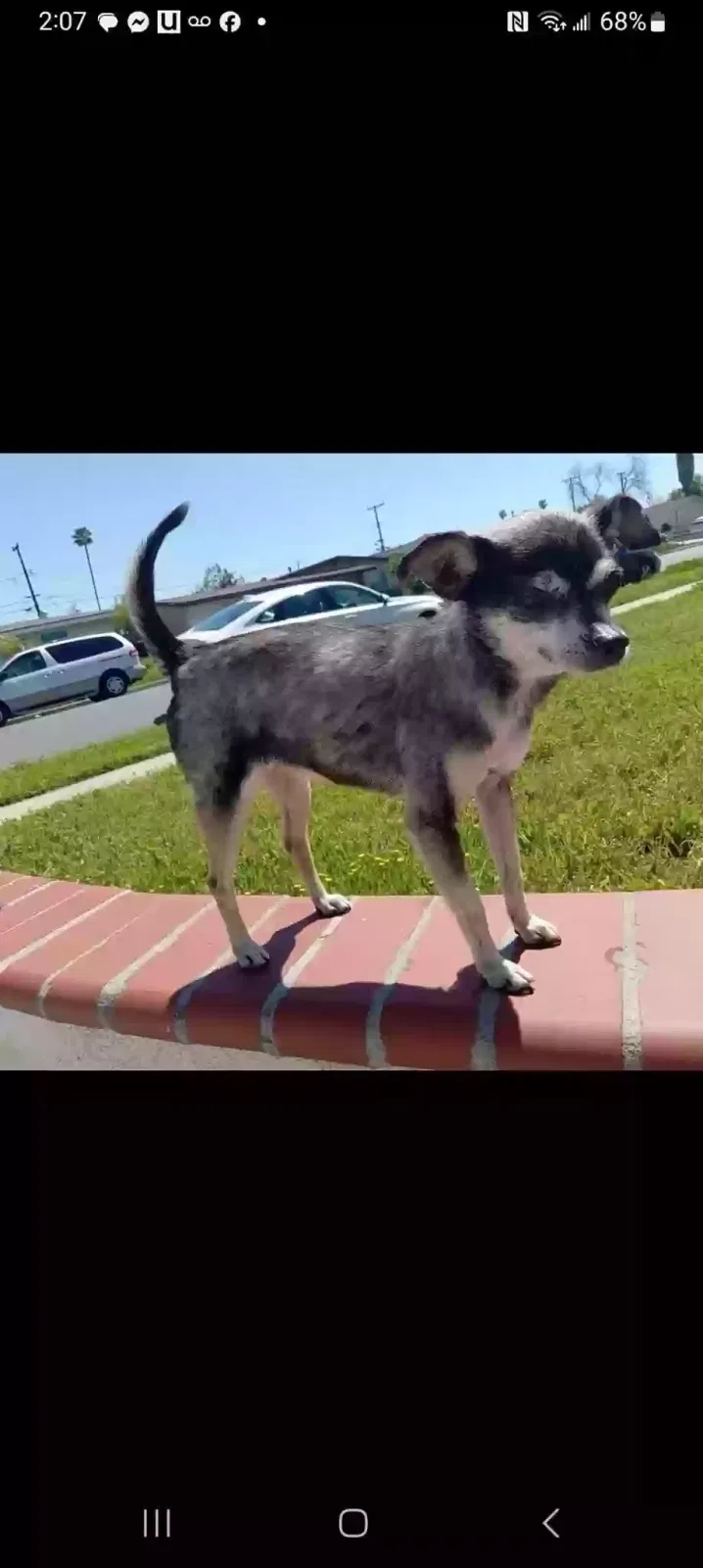 Lost dog in Compton, CA, 90220