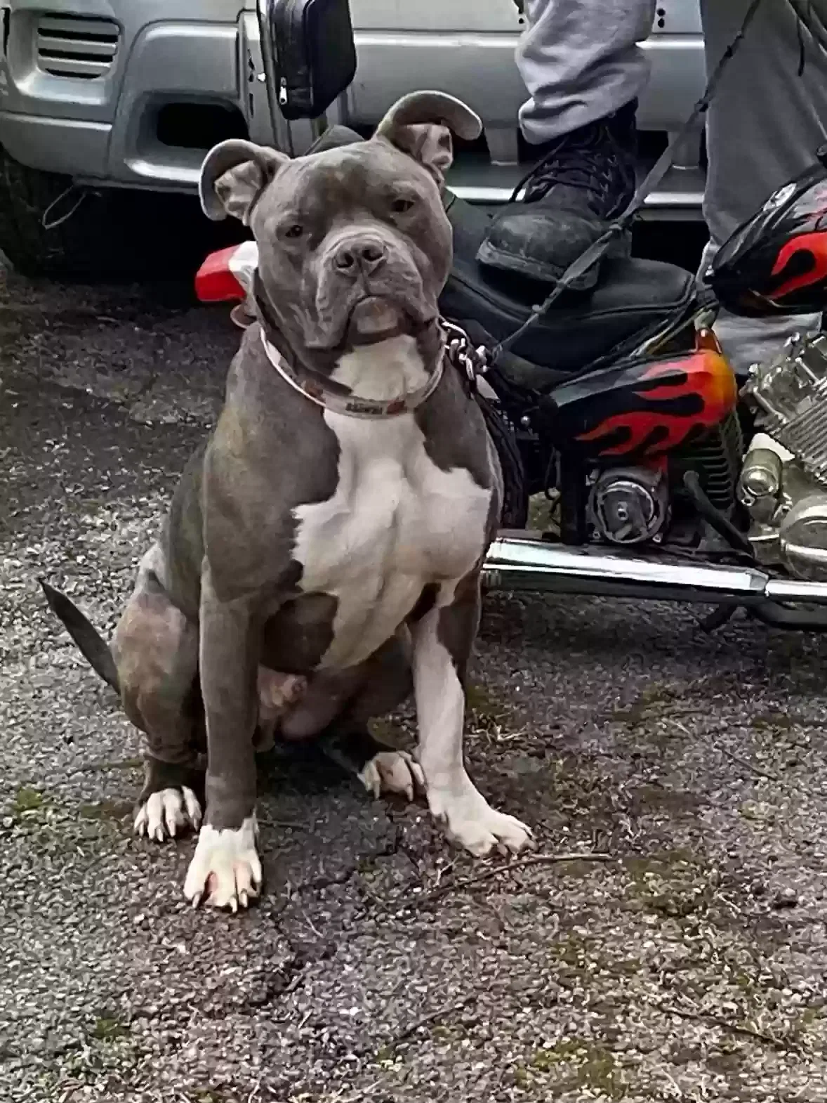 Lost dog in Cleveland, OH, 44118