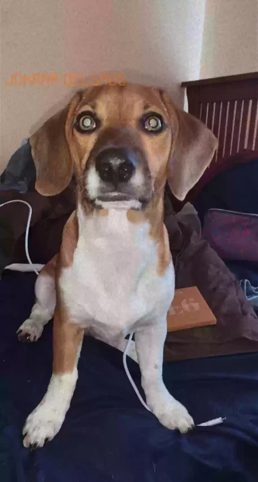 Lost dog in Pittsboro, NC, 27312