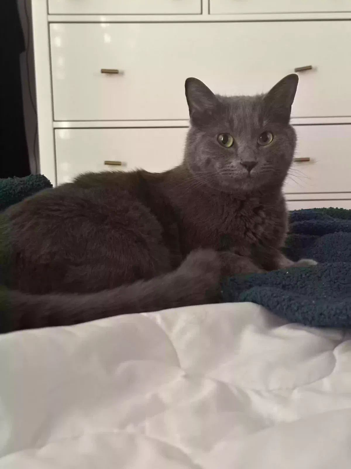 Lost cat in Oakwood, GA, 30566