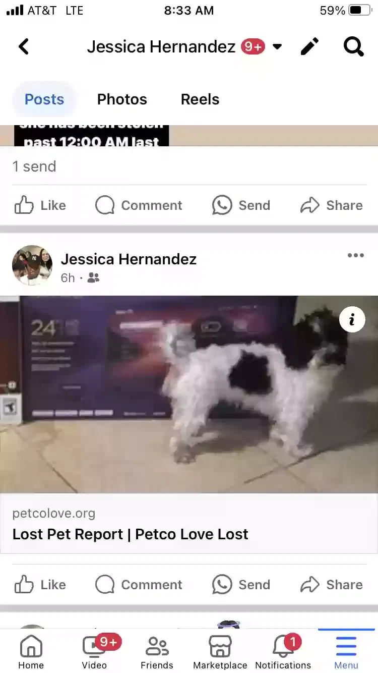 Lost dog in Bronx, NY, 10472