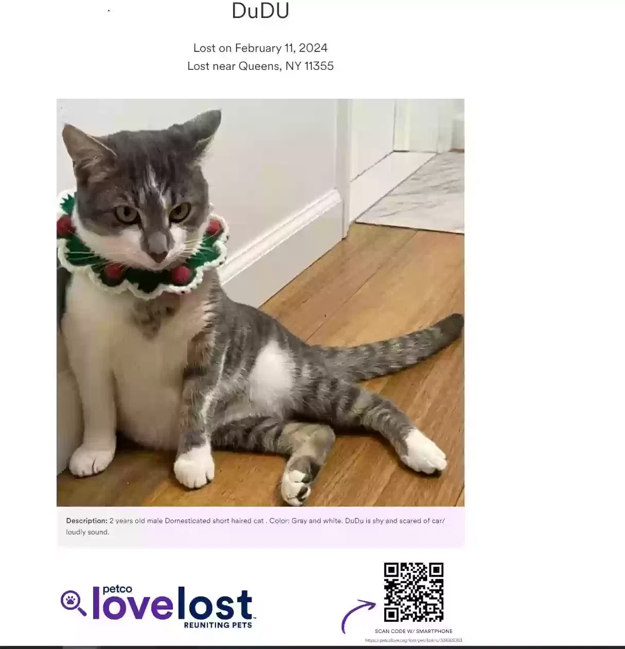 Lost cat in Flushing, NY, 11355
