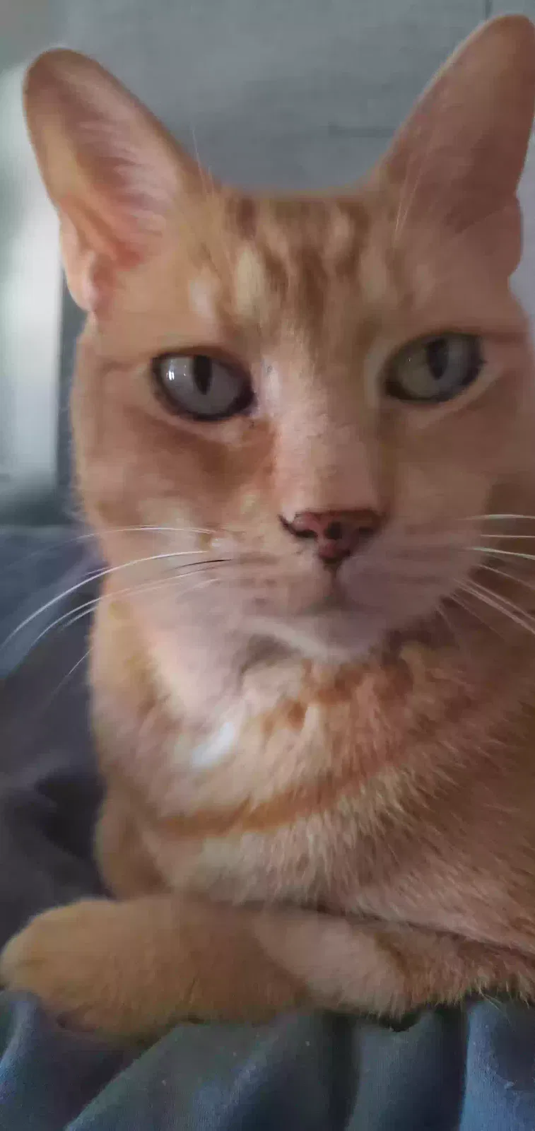 Lost cat in Evans, GA, 30809