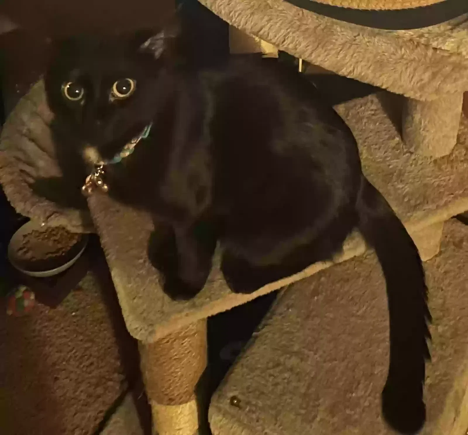 Lost cat in Kansas City, MO, 64129