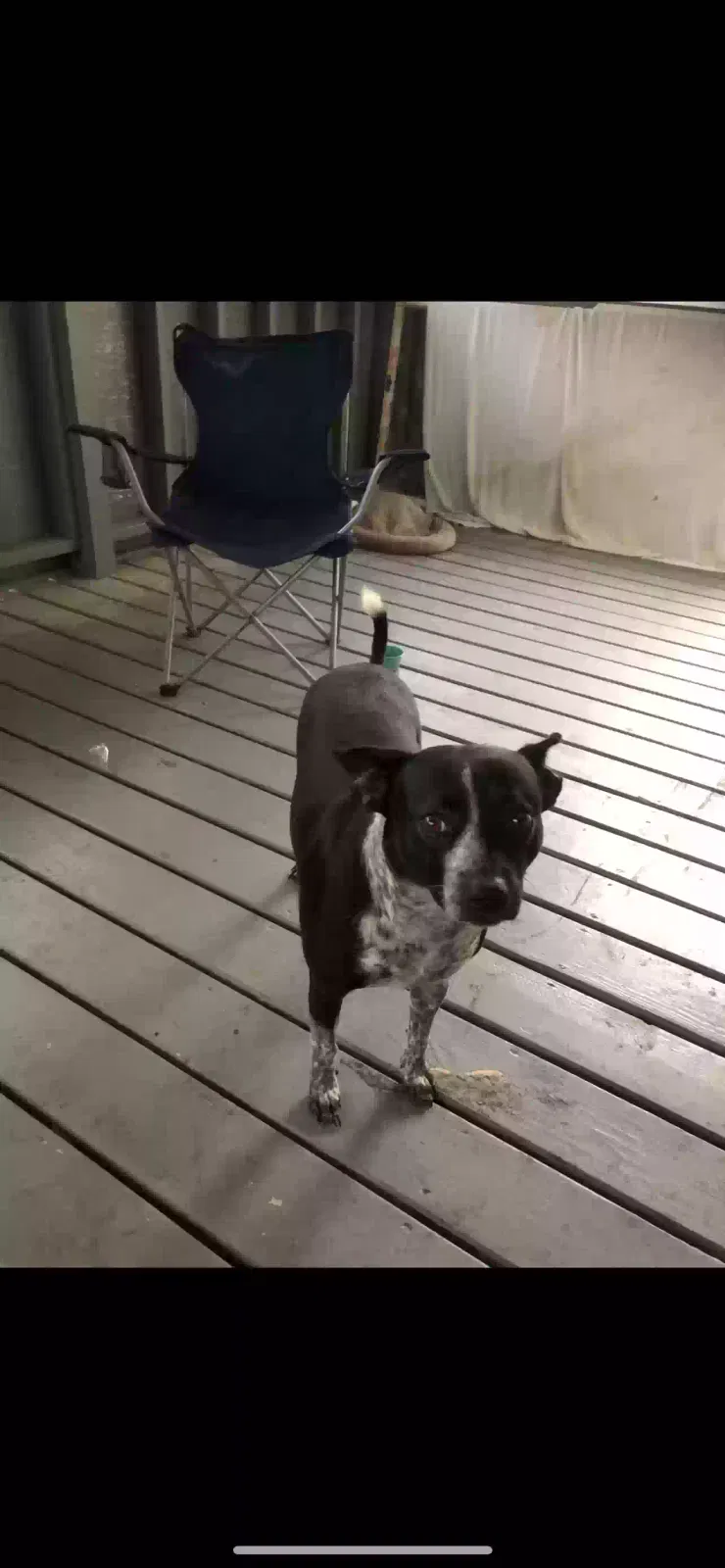 Lost dog in Opelousas, LA, 70570