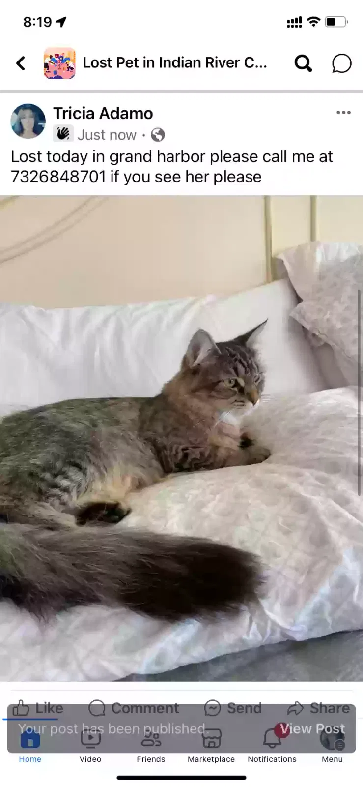 Lost cat in Vero Beach, FL, 32967