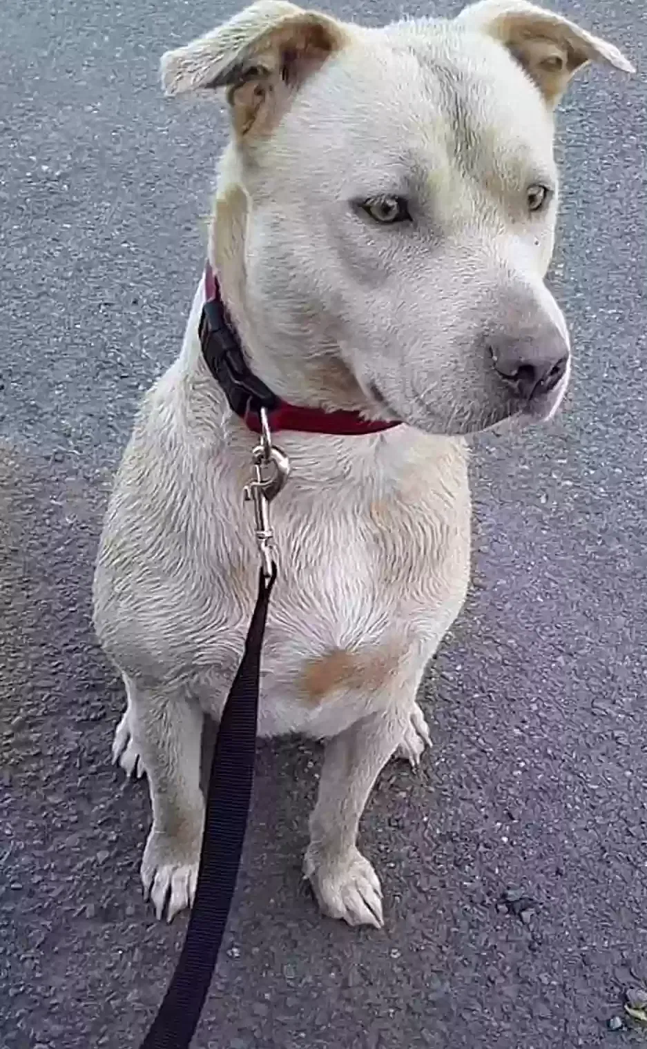 Lost dog in Palermo, CA, 95968