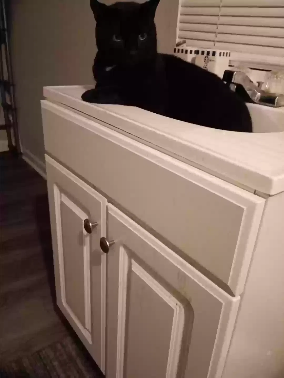 Lost cat in Jacksonville, FL, 32208
