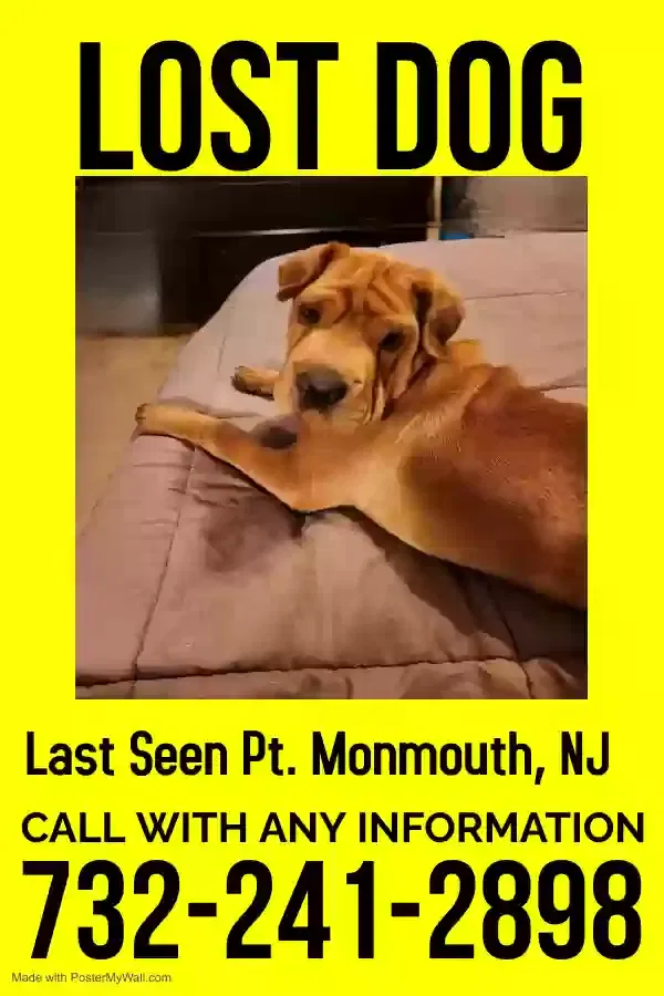 Lost dog in Port Monmouth, NJ, 7758