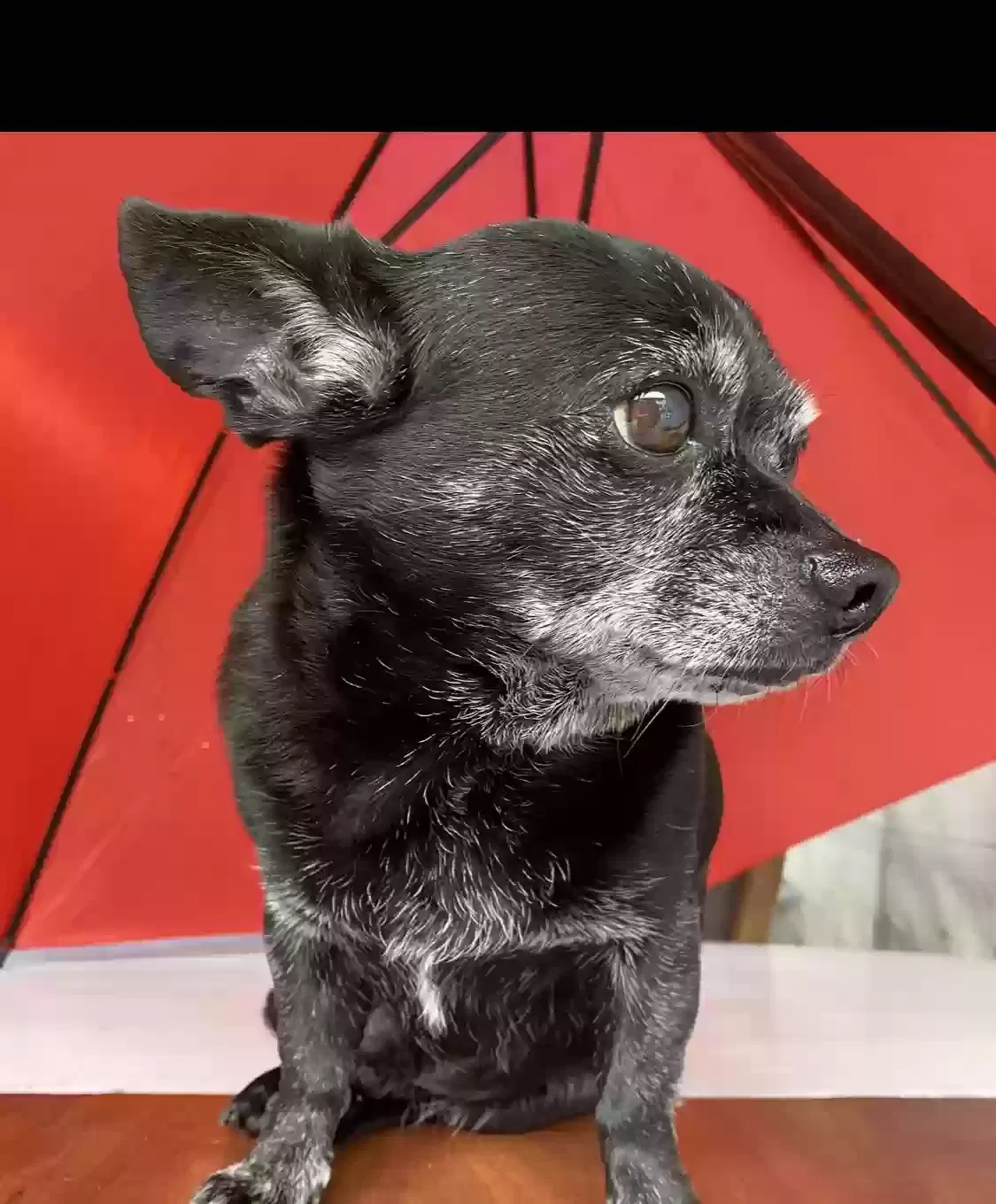 Lost dog in Los Angeles, CA, 90001