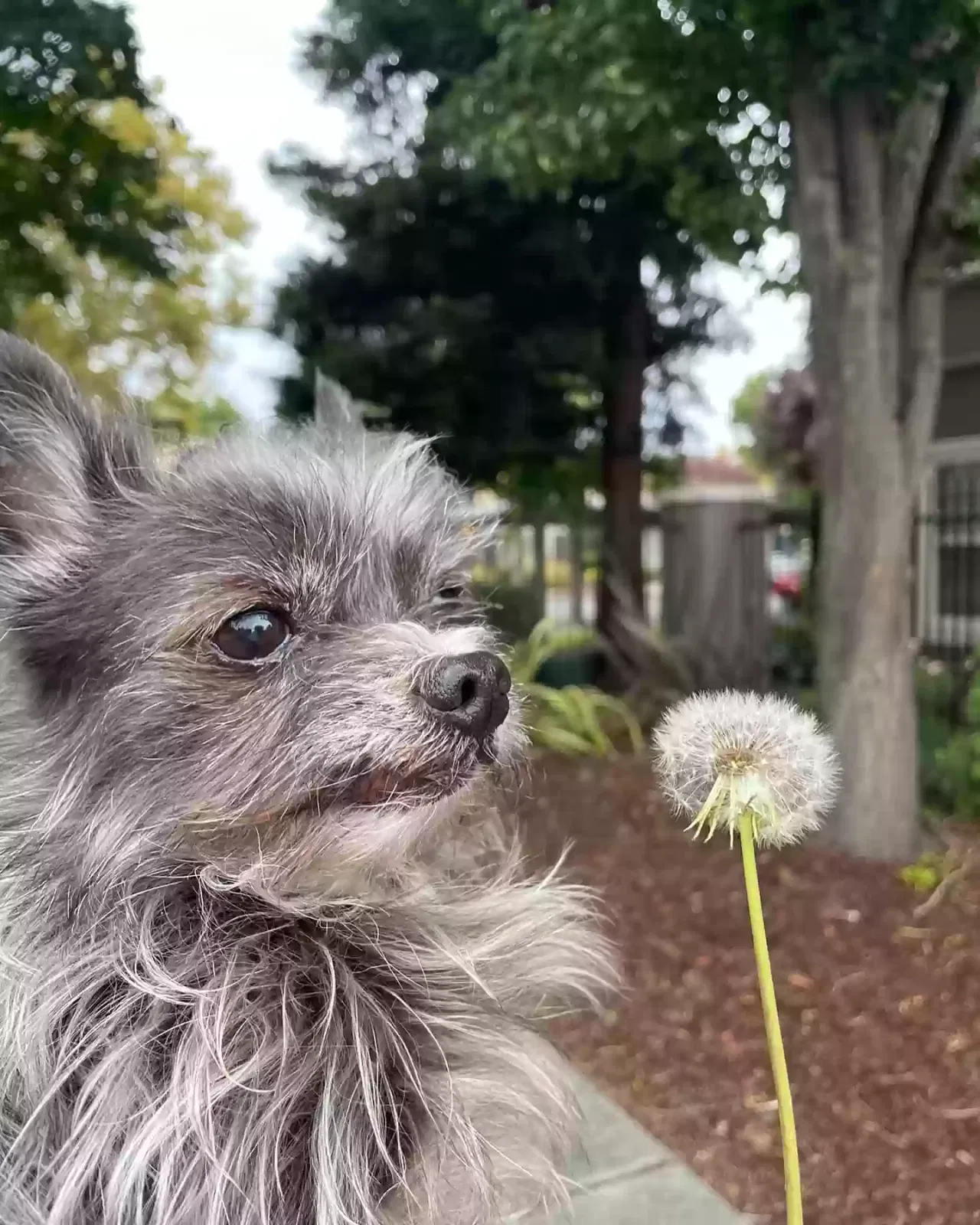Lost dog in Vacaville, CA, 95688