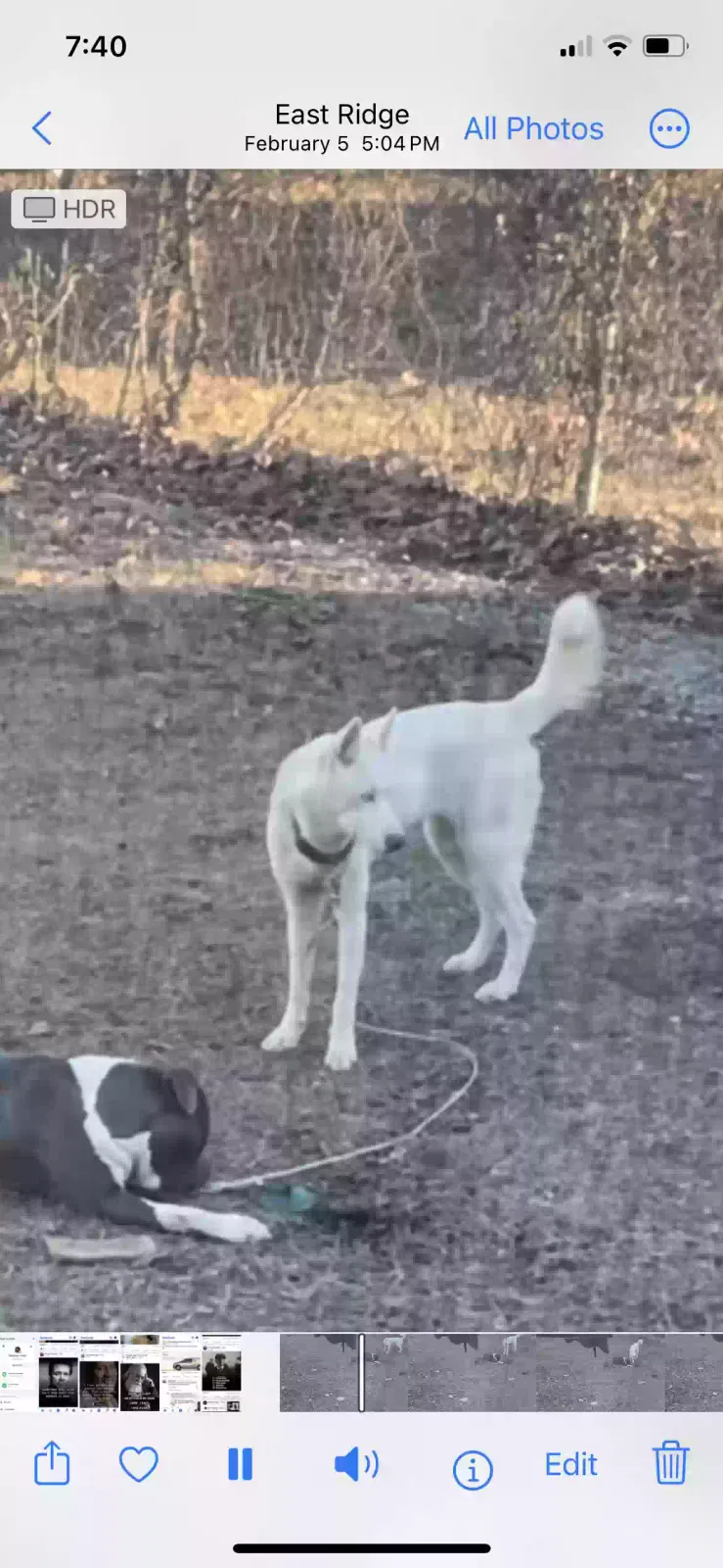 Lost dog in Chattanooga, TN, 37412