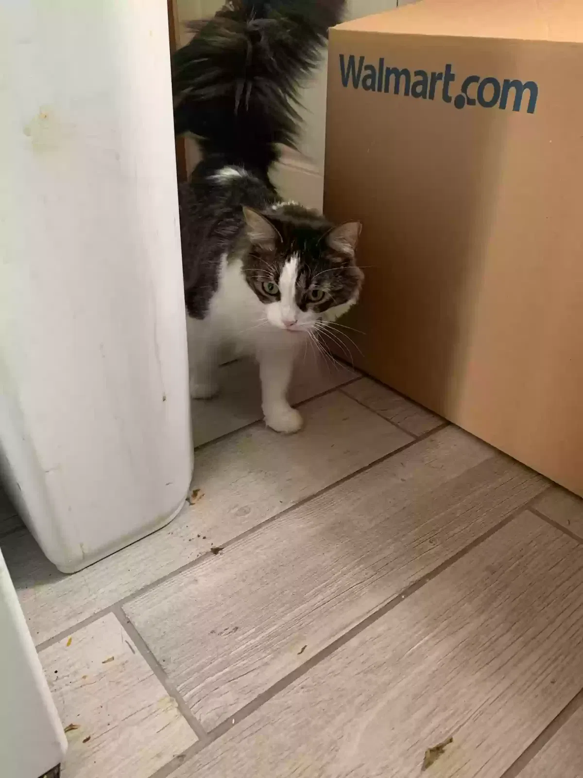 Lost cat in Rochester, MI, 48309