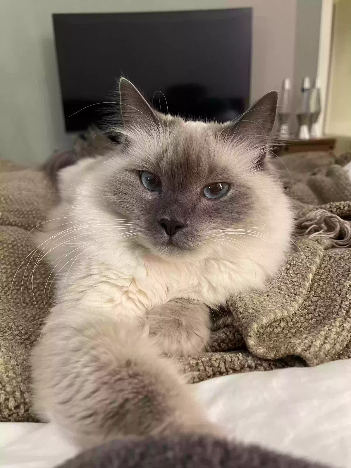 Lost cat in University Place, WA, 98467