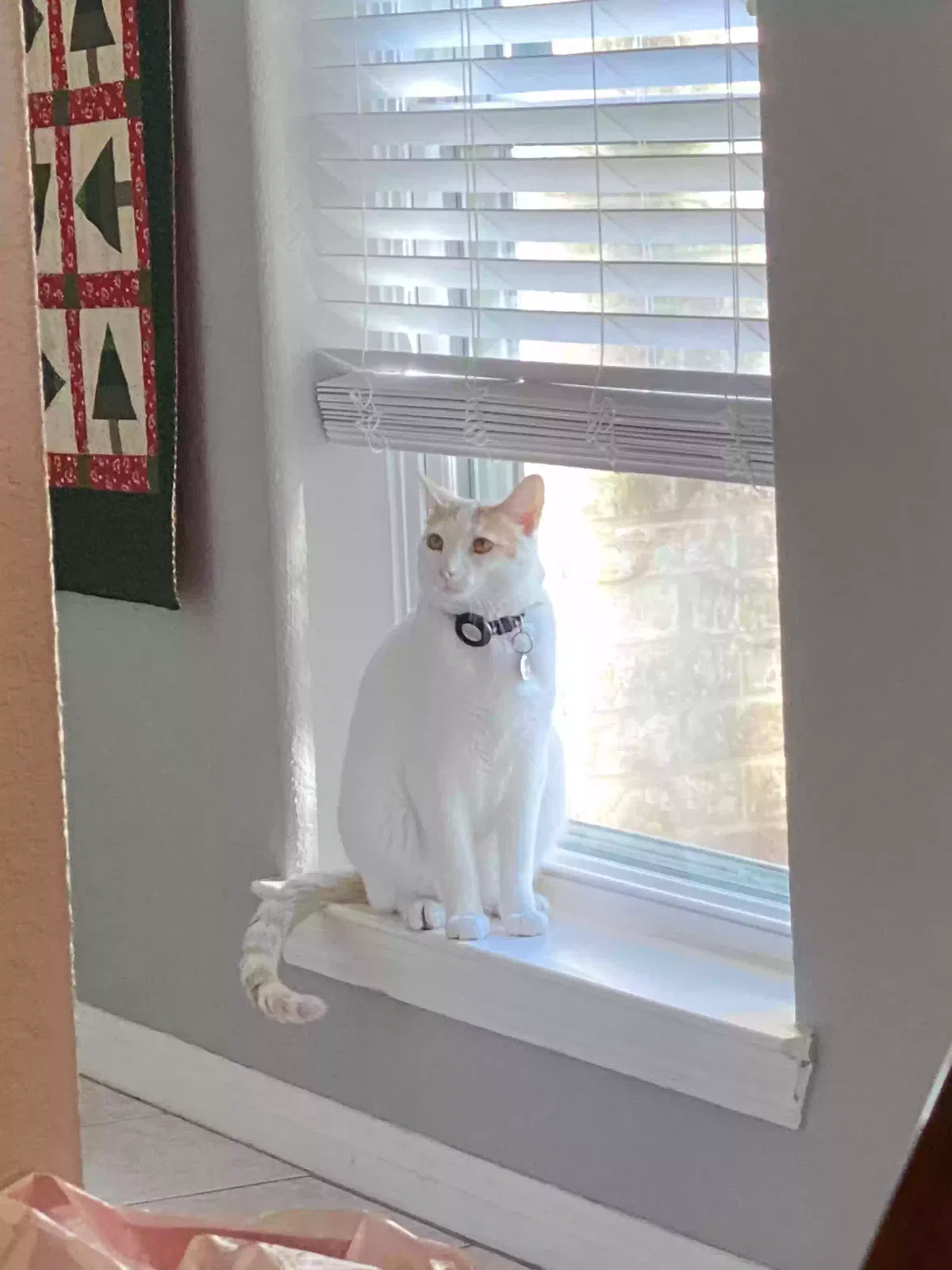 Lost cat in Houston, TX, 77007